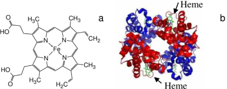 Figura 2. Estrutrura molecular do ferro-heme (a) e hemoglobina associada às moléculas de  ferro-heme (b)