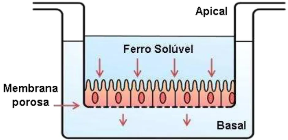 Figura  3.  Esquema  de  sistema  de  cultura  de  células  Caco-2  para  avaliação  da  disponibilidade de ferro