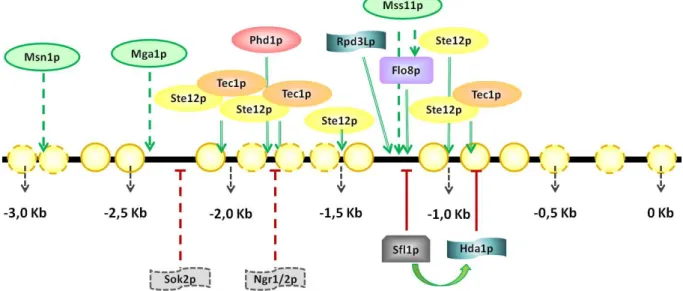 Figura  6  -  Sinais  dos  vários  fatores  de  transcrição  com  ativação  em  trans  convergem  ao  complexo promotor do gene FLO11