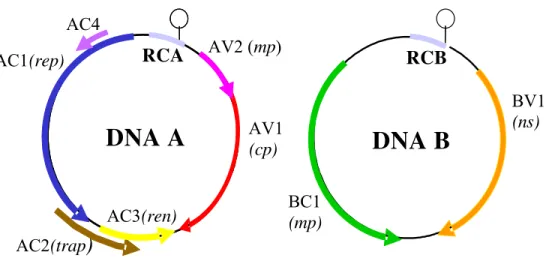 Figura 1 -  Esquema representativo do genoma de um begomovírus. RCA e RCB: região comum; Gene cp e mp  (ORFs AV1 e AV2, respectivamente) = proteína da capa protéica e movimento; gene rep (ORFs AC1 e  AC4) = proteína associada à replicação; gene trap (ORF A