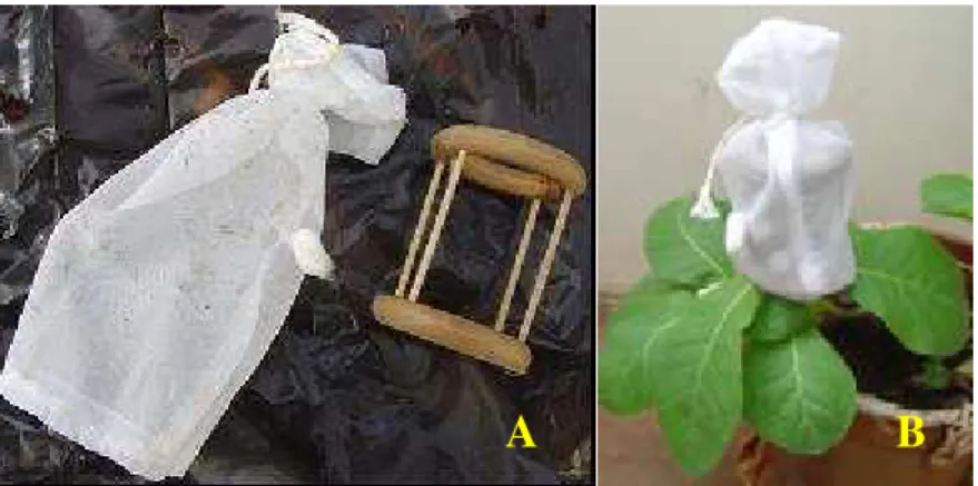 Figura 4 – A: Gaiola usada para aquisição do ToYVSV nas plantas identificadas como  susceptíveis; B: Gaiola presa ás folhas de N