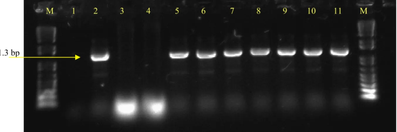 Figura 5 - Detecção do DNA-A do ToYVSV de algumas plantas de tomate do primeiro experimento de PAA