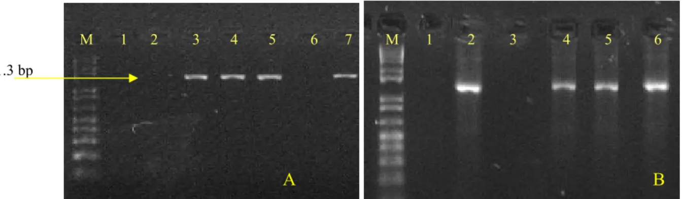 Figura  8 -  A: Detecção do DNA-A do ToYVSV em amostras de B. tabaci biótipo B coletadas 3 dias após a  aquisição do vírus no primeiro experimento