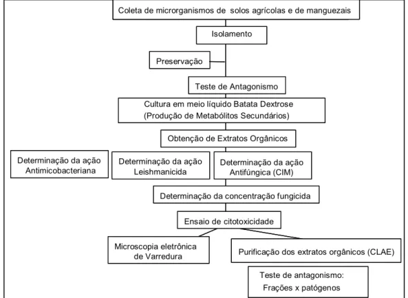 Figura 2 - Representação esquemática  das etapas empregadas na produção de extratos  orgânicos a partir da cultura de isolados de actinobactérias do solo e de fungos  de manguezais e detecção de suas ações antifúngica, leishmanicida,  tripanossomicida e an