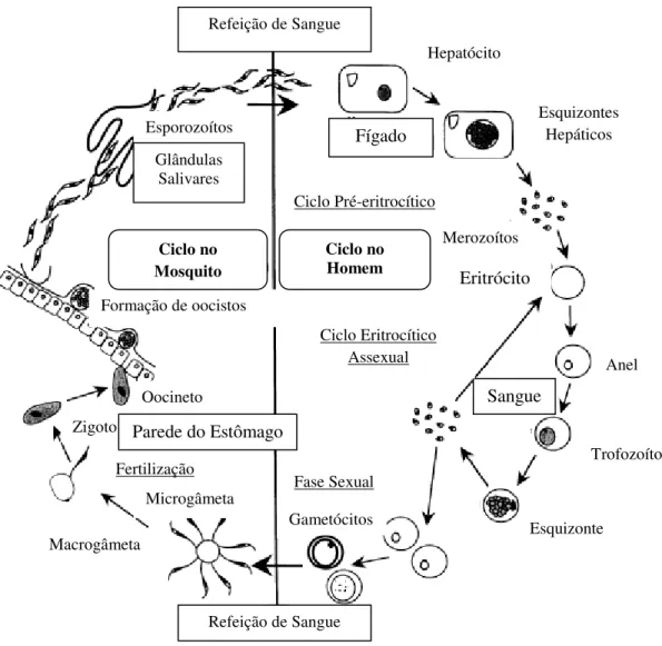 Figura 1.1 - Ciclo de vida do parasita da malária no homem 
