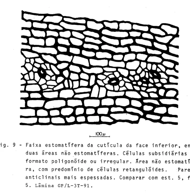 Fig.  9  -  Faixa  estomatÍfera  da  cutícu  I  a  da  face  I  nferi  or,  entre duas  ãreas  não  estomatíferas