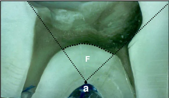 Figura 1 - Esquema da delimitação da furca , onde “F” é a área de furca e “a” o pon to de  máxima concavidade