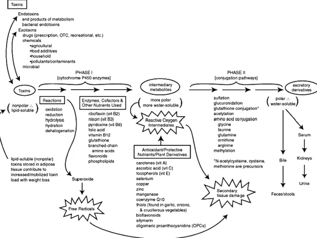 Figure 1. Main detoxification pathways and supportive nutrients (adapted after Liska, 1998) 