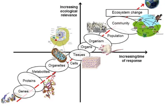 Figure 4. Relationship between ecological relevance, time of response and the different levels  of biological organization after stress exposure (redrafted after Lemos et al., 2010) 