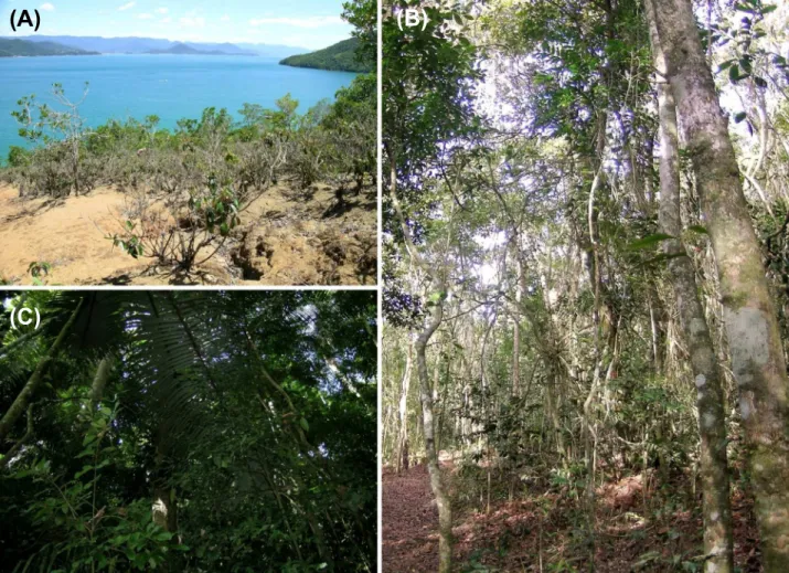 Figura 2 - Aspecto dos três ambientes predominantes na Ilha Anchieta, Ubatuba/SP. (A) campo aberto; (B) floresta  ombrófila rala e (C) floresta ombrófila densa 