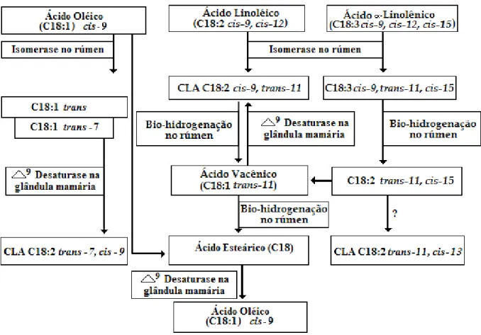 Figura 1.  Rotas  metabólicas de  formação dos  isômeros de  CLA (Adaptado de Collomb  et  al.,  2006)