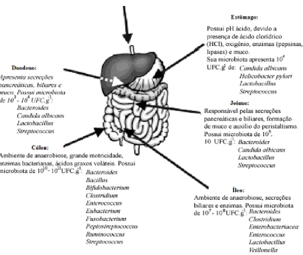 Figura 2. Esquema simplificado da descrição dos órgãos do aparelho digestório e sua microbiota