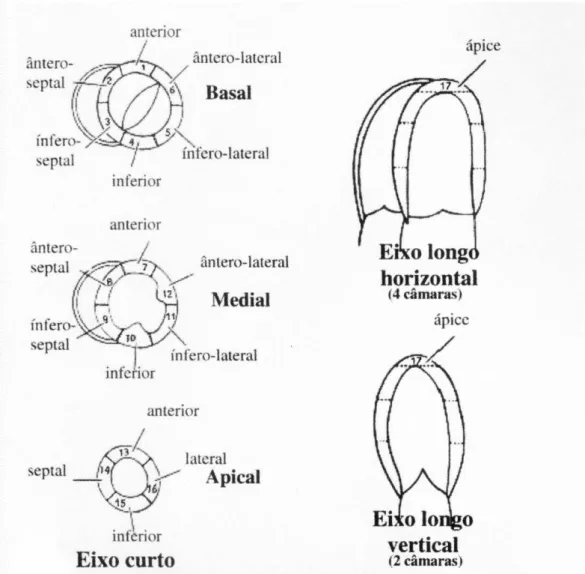 Figura 5.   Segmentação miocárdica padrão. Eixo curto (Basal, Medial, Apical). Eixo vertical  (Duas Câmaras) e horizontal (Quatro Câmaras)  (63) 