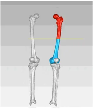 Figure 5.5. Example of bone (here, the left Femur) separation into the proximal (in red) and the distal (in blue) sections