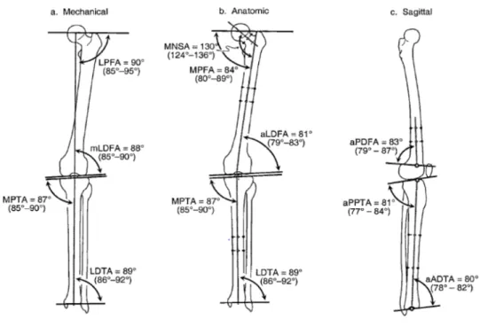 Figure 6.1. Further angles for alignment assessment defined by D. Paley (from [E]). 