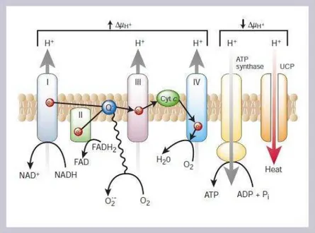 Figura  1-  Hiperglicemia  provoca  aumento  da  produção  de  superóxido  pela  cadeia de transporte de elétrons mitocondrial