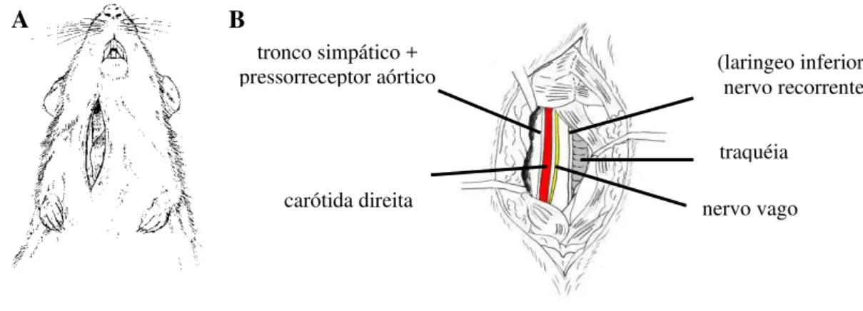 Figura 1. A) Visão ventral do animal com incisão expondo a musculatura do pescoço; 