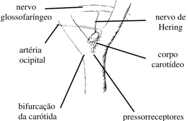 Figura 2. Inervação do corpo carotídeo e dos pressorreceptores carotídeos da bifurcação  da carótida