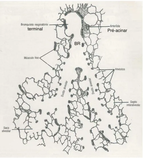 Figura  5:  Esquema  representativo  de  ácino  pulmonar,  com  presença  de  bronquíolo  respiratório  terminal,  bronquíolo  respiratório  (BR),  ducto  alveolar,  sacos  alveolares,  alvéolos  e  artérias  pulmonares