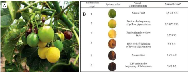 Figura 5 – Frutos de pinhão-manso em diferentes graus de maturação (A) e escala de avaliação da maturação de  frutos (B) proposta por Dranski et al