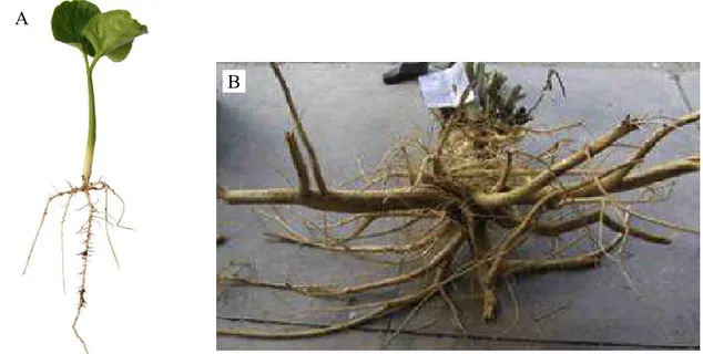 Figura 7 – Sistema radicular do pinhão-manso na fase de plântula (A) e planta adulta (B)  Fonte: Figura 7B extraída de Reubens et al