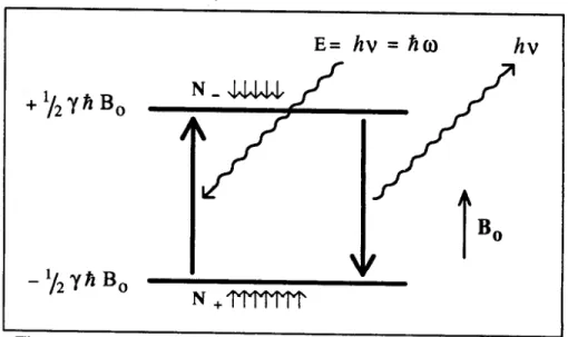 Figura ILl : Esquema de transi~ao entre os dois nlveis de energia de urn nucleo com spin Ih