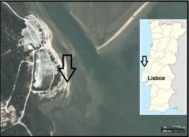 Figura 2. Àreas da lagoa de Óbidos (seta) onde o sedimento e os reprodutores utilizados foram  recolhidos