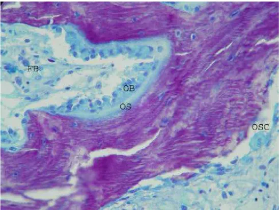 Figura 18 – Corte histológico do coelho do grupo de cinco semanas (40X)          OB – Osteoblastos  OSC – Osteoclasto  