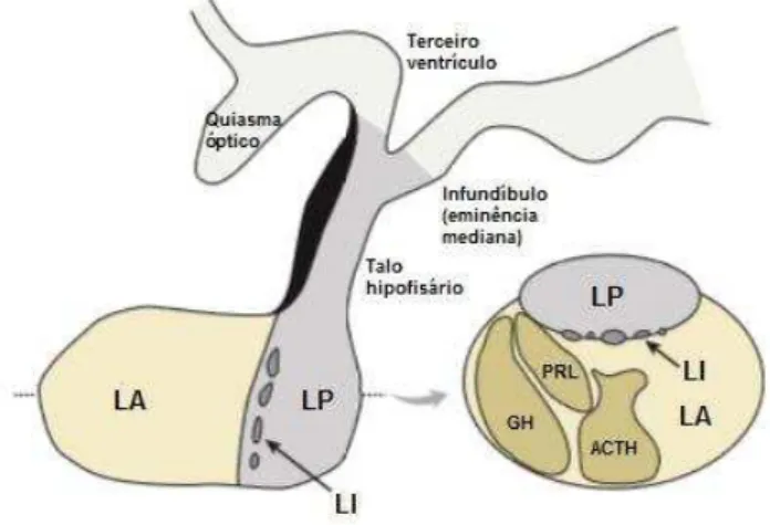 Figura  1.  Anatomia  da  glândula  hipofisária.  LA=  lobo  anterior;  LP=  lobo  posterior;  LI=  lobo  intermediário