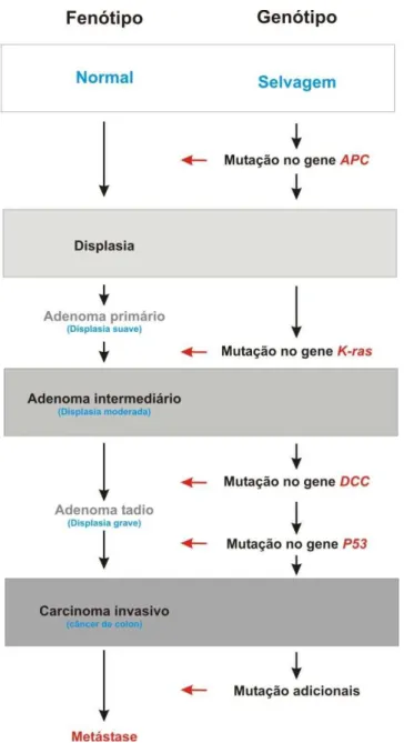 Figura 4. Representação esquemática dos estágios do tumor colorretal  e dos genes mutados ao longo do seu desenvolvimento