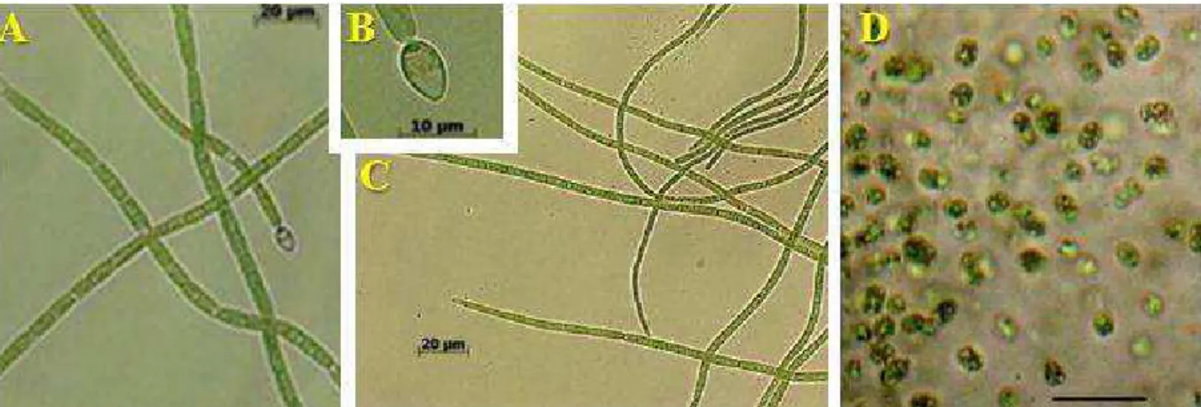 Figura  1  -  Microscopia  óptica  mostrando  a  morfologia  de  linhagens  produtoras  de  cianotoxinas