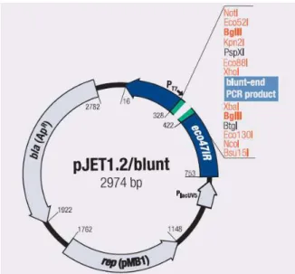 Figura 7 - Mapa esquemático do vetor pJET 1.2/blunt mostrando a origem de replicação e o sítio múltiplo de  clonagem