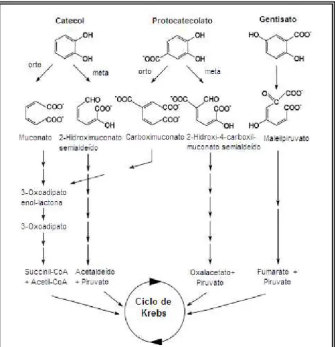Figura 2.5 - Biodegradação de catecol e dos ácidos protocatecóico e gentístico até a formação de intermediários  do ciclo de Krebs (SMITH, 1994).