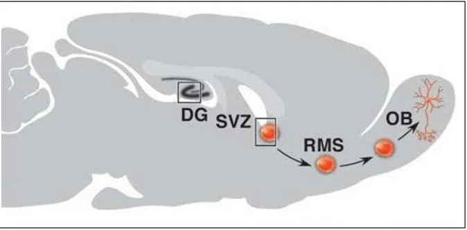 Figura 5 - Rota migratória rostral 