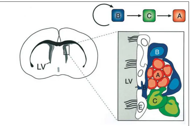 Figura 6 - Organização e linhagem celular na zona subventricular (SVZ)