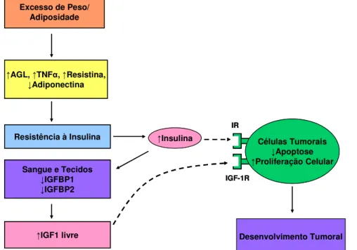 Figura  2.  Relação  entre  obesidade,  resistência  à  insulina  e  seus  efeitos  sobre  o  desenvolvimento tumoral (Adaptado de CALLE, 2004)
