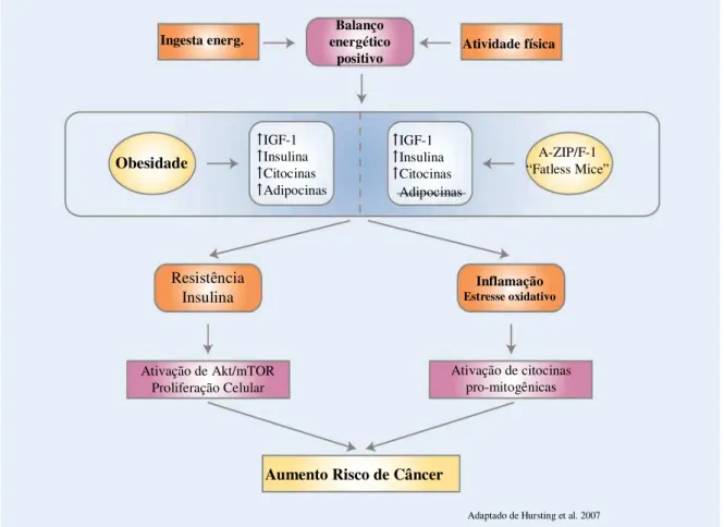 Figura 4. Relação resistência à insulina, obesidade e câncer. 