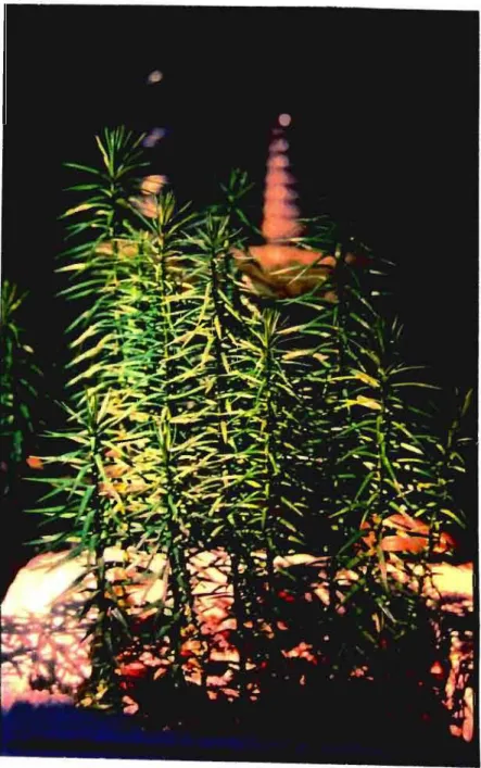 Figura 3:  Plântulas de  A.  angustifolia cultivadas na casa de vegetação do LQPN do Instituto de  Química - USP