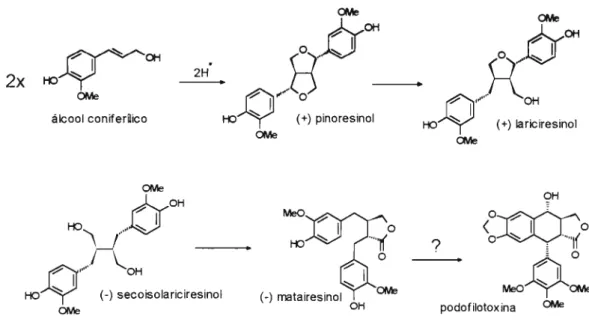 Figura 8:  Relações biogênicas entre lignanas de Forsythia inter media e podofilotoxina 