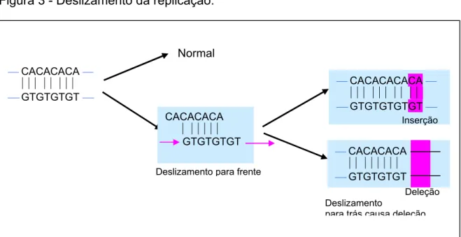 Figura 3 - Deslizamento da replicação.  Normal  ⎯ CACACACACA ⎯       ⏐⏐⏐ ⏐⏐⏐ ⏐⏐ ⏐⏐  ⎯ GTGTGTGTGT ⎯  Inserção  ⎯ CACACACA         ⏐⏐ ⏐⏐⏐⏐⏐⏐  ⎯ GTGTGTGT    Deleção Deslizamento para frente