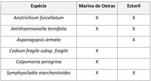 Tabela 2. Lista comparativa de ocorrências de macroalgas não‐indígenas encontradas no porto de  Recreio de Oeiras e em uma região natural adjacente a esta, o Estoril . 