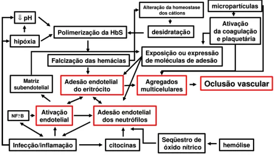 Figura 2 -  Fisiopatologia da vaso-oclusão na doença falciforme 