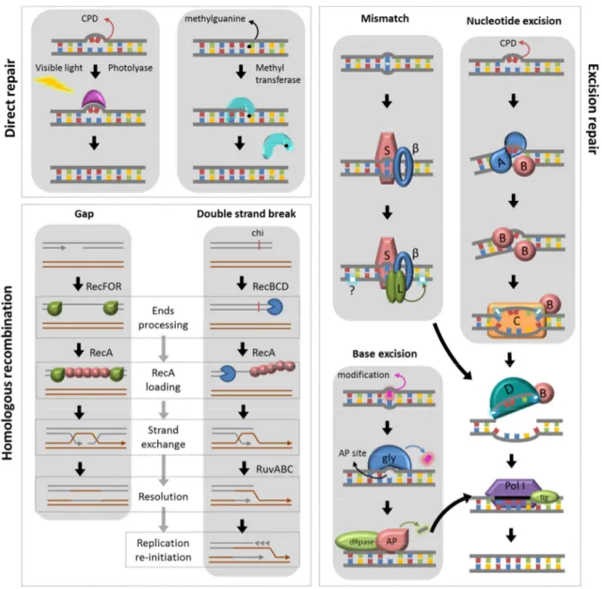 Figure  5.  Main  DNA  repair  pathways.  Direct  repair  is  carried  out  with  photolyase  or  methyltransferases; classical pathways of homologous recombination are catalyzed by RecA, loaded  onto DNA by RecFOR at ssDNA gaps and by RecBCD at double str