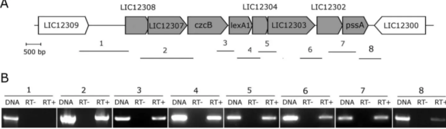 Figure 3.  Genomic and transcriptional organization of the  lexA1 region.  (A) Schematic representation of the lexA1 genomic region
