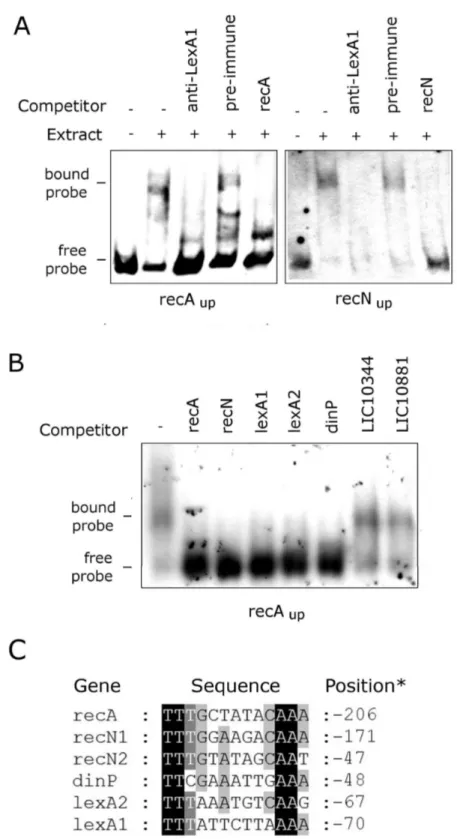 Figure  9.    Analysis  of  LexA1  binding.    (A)  LexA1  binding  assays  (40  µg  cell  extract)  with  1.55  fmol  DIG-labeled  probes corresponding to the upstream sequences of recA (recA up ) and recN (recN up )