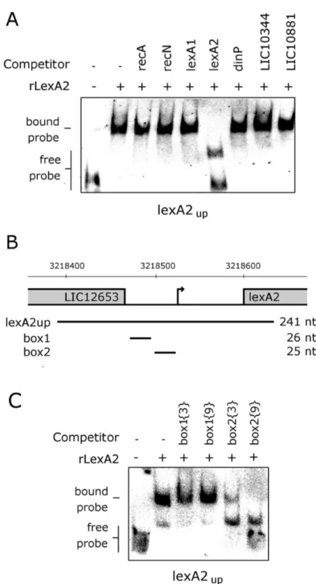 Figure 10.   Analysis of LexA2 binding.  (A) LexAβ binding assays were carried out with 80 ng of purified recombinant protein, using 1.55 fmol DIG-labeled lexAβ up  as probe