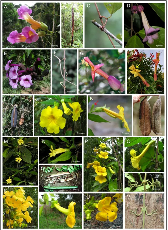 Fig. 3. Características reprodutivas e vegetativas de Dolichandra s.l. A–C, D. unguiculata