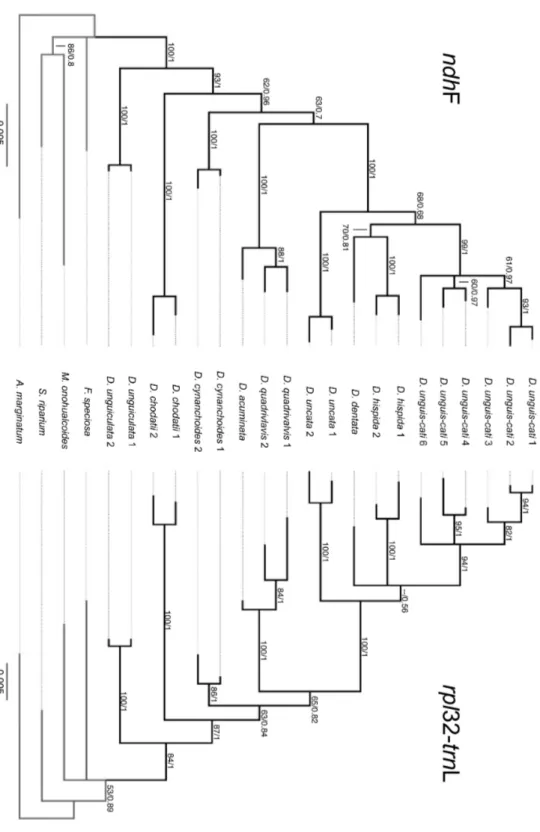 Fig. 5. Comparison of the 50% majority-rule post burn-in consensus trees derived from the Bayesian analyses of  the ndhF  and rpl32-trnL  data  partitions