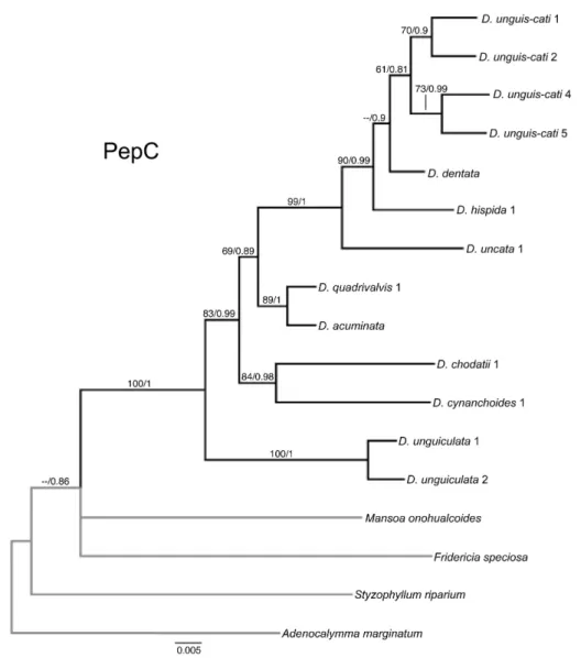 Fig. 6. 50% majority-rule post burn-in consensus tree derived from the Bayesian analysis of the PepC data set
