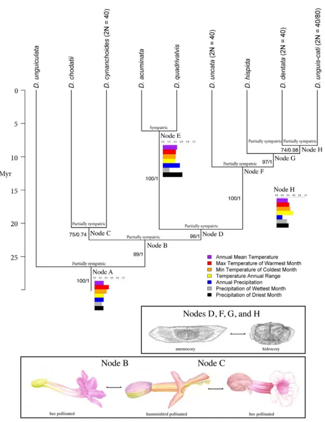 Fig.  9.  Simplified  phylogeny  of  Dolichandra  s.l.  including  a  single  sample  per  species